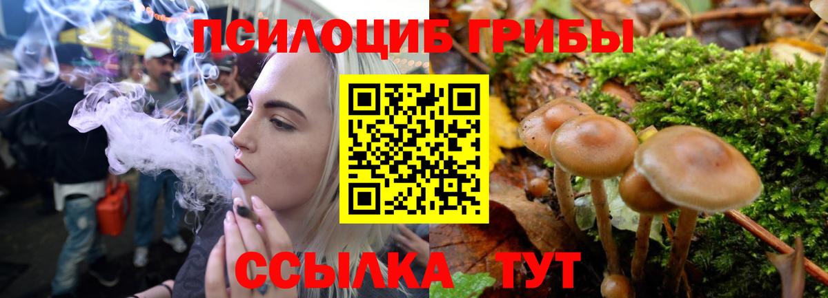 Псилоцибиновые грибы GOLDEN TEACHER Курчатов